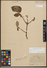 Foto von Salix phylicifolia L.